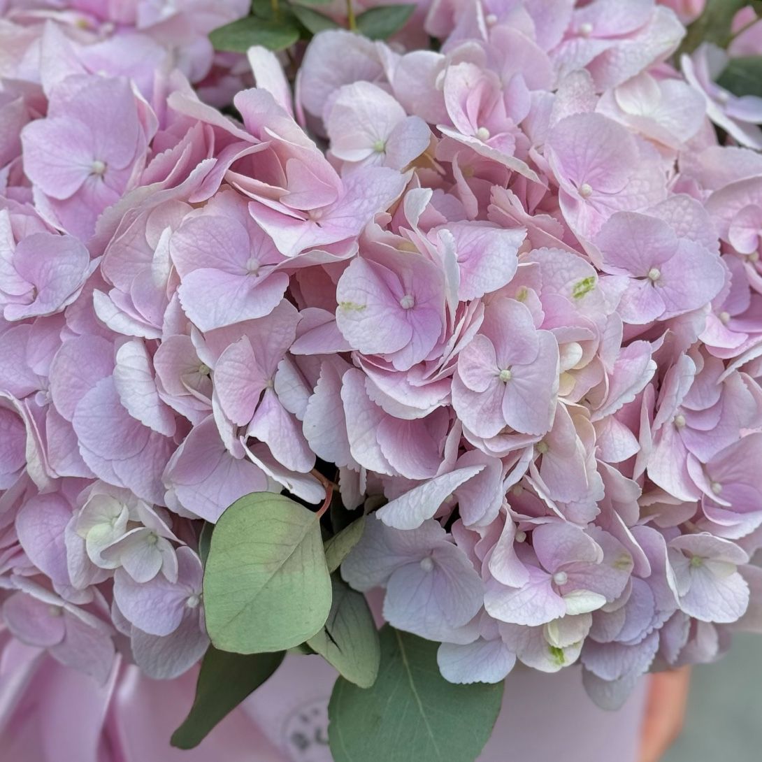 pink hydrangea, oasis, round box m 20x21cm, eucalyptus, packaging, ribbon