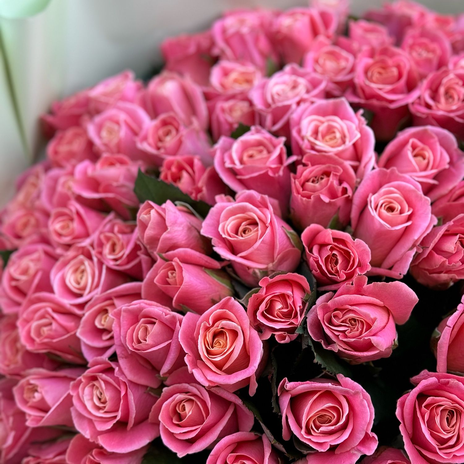 coral rose (101 pcs.), packaging, ribbon