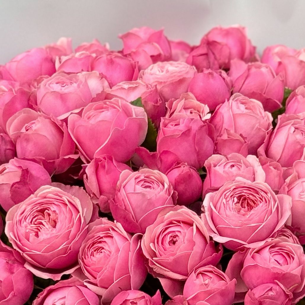 rose (51 pcs.), packaging, ribbon