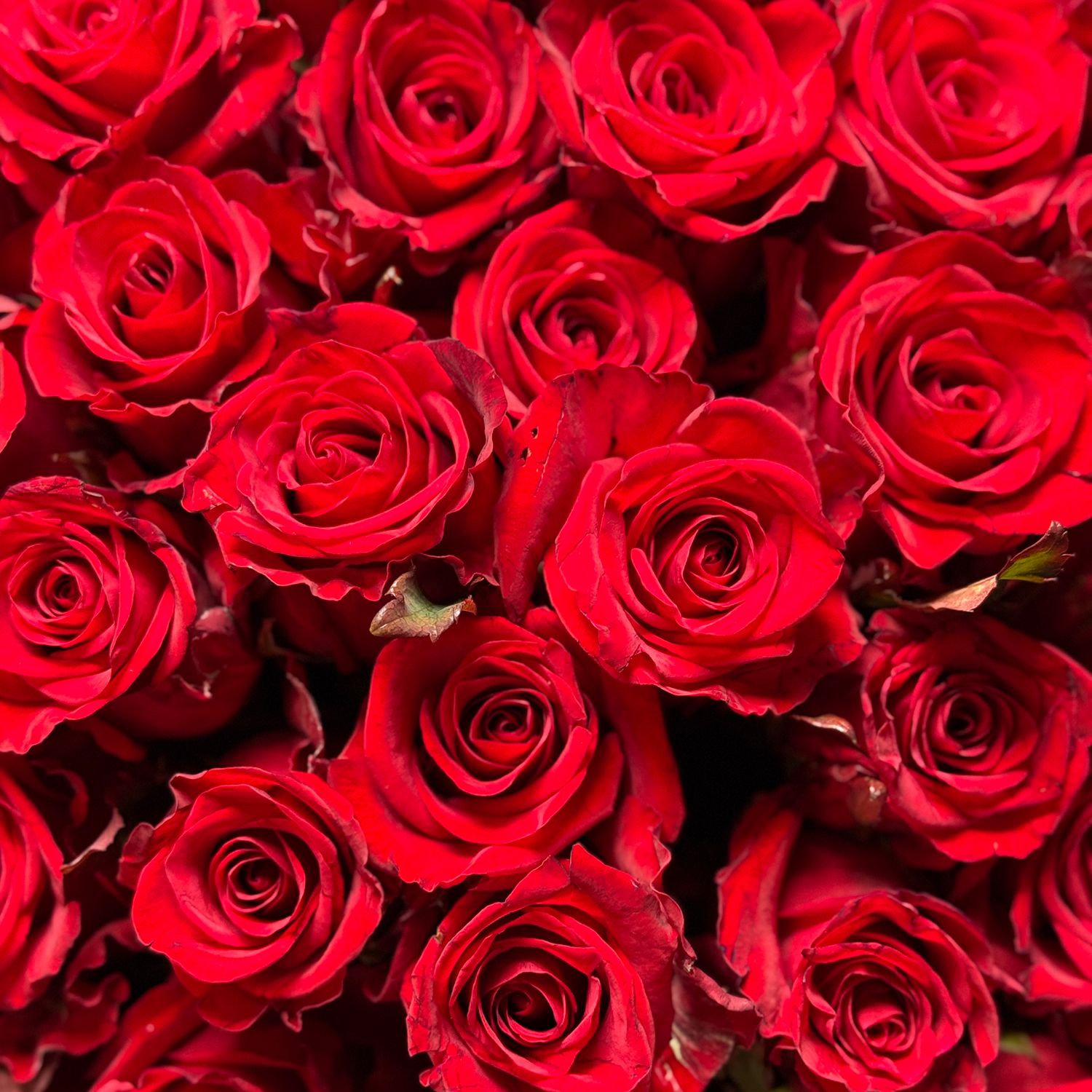 Bouquet 51 red roses in black wrapping