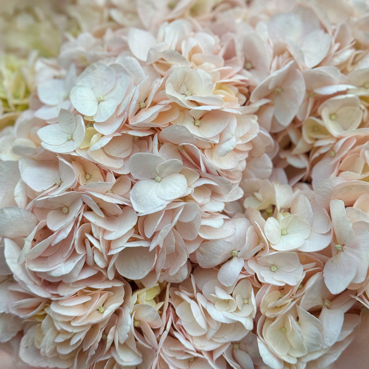 Bouquet Bouquet of pink hydrangeas 7pcs