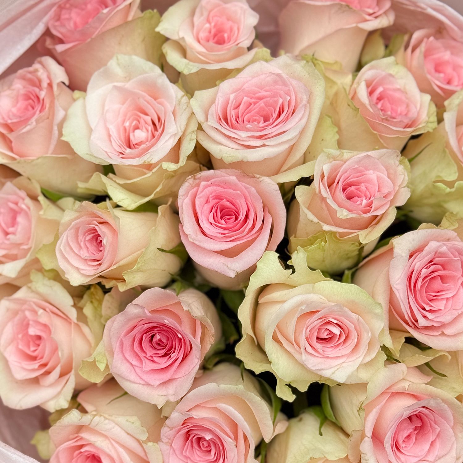 Bouquet 25 pink roses Kenia