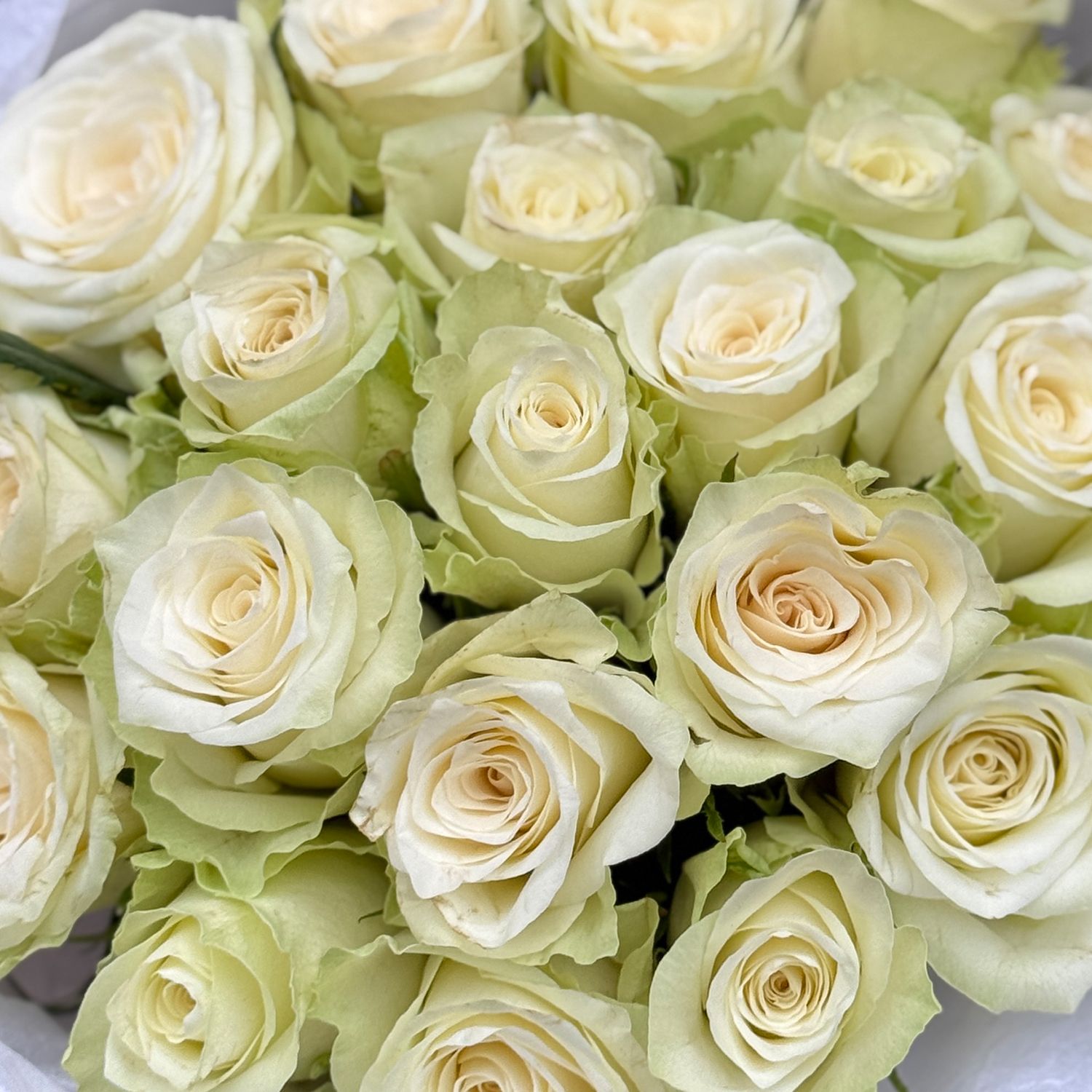 Bouquet  25 white roses Kenia