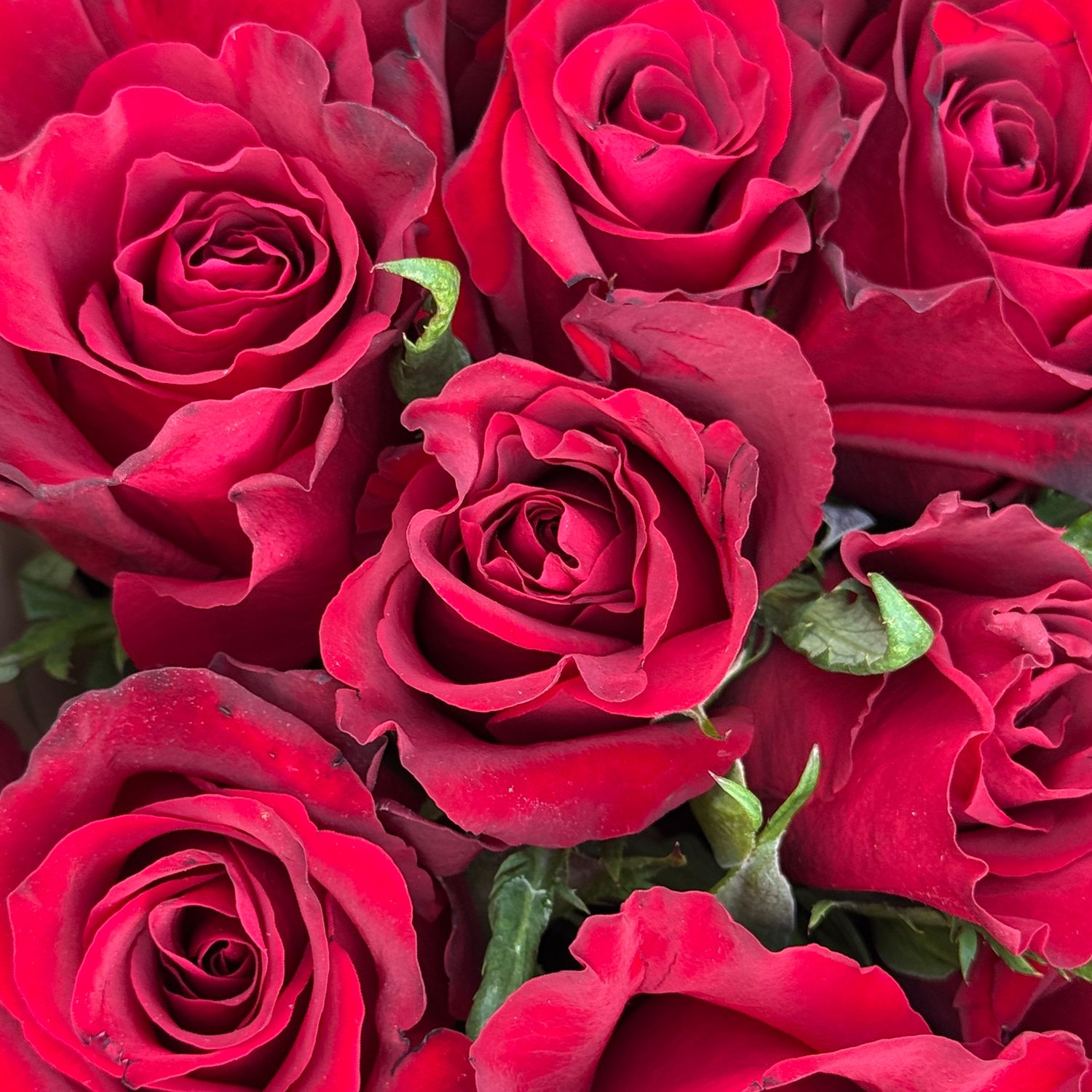 Bouquet 11 red roses Kenia