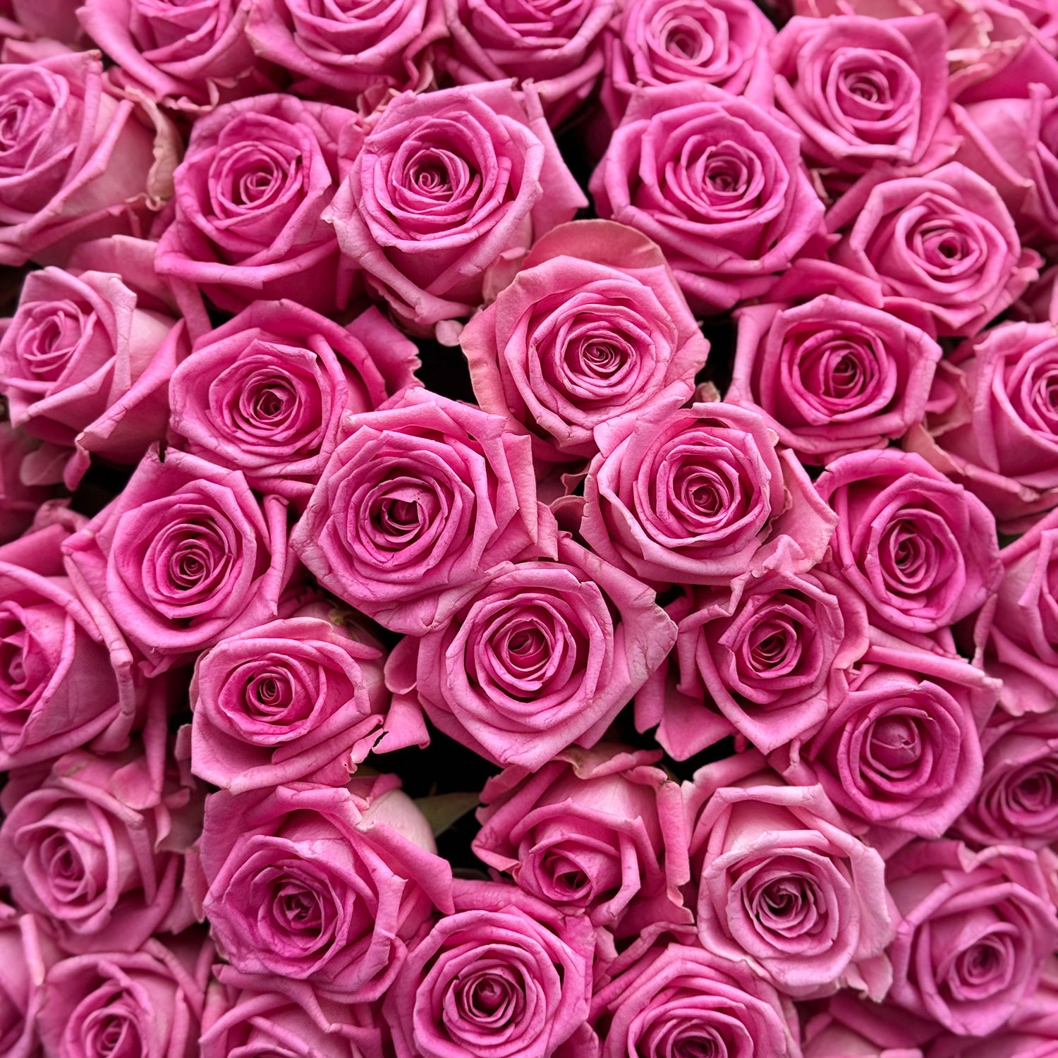 pink rose (101 pcs.), packaging, ribbon