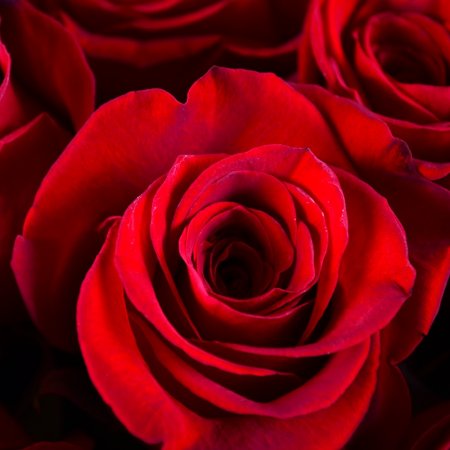 Bouquet The sincerity of feelings