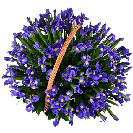 Bouquet 101 blue iris