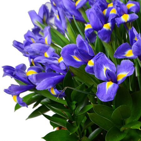 Bouquet 101 blue iris