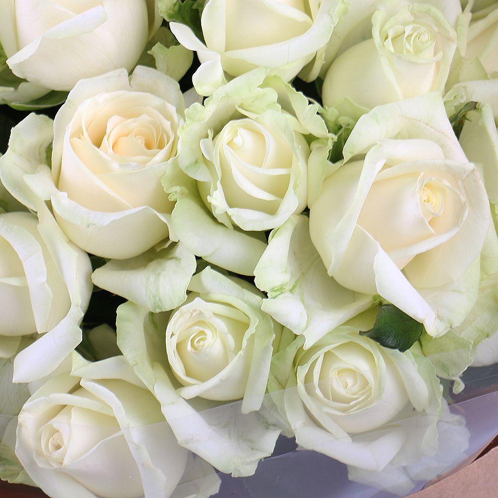 Bouquet 25 white roses