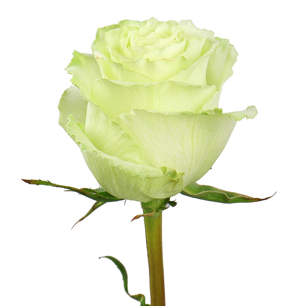 Bouquet Rose Lemonade by piece