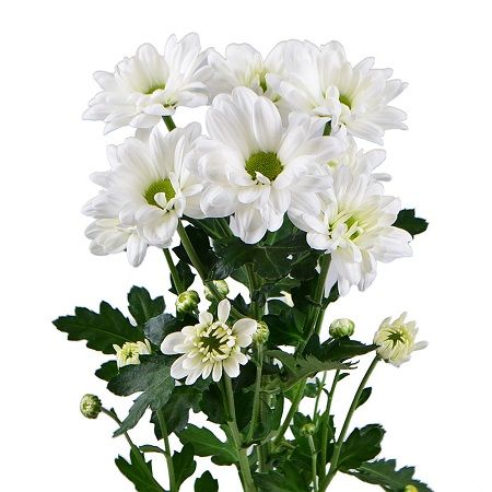 Bouquet White chrysanthemums by the piece (spray)