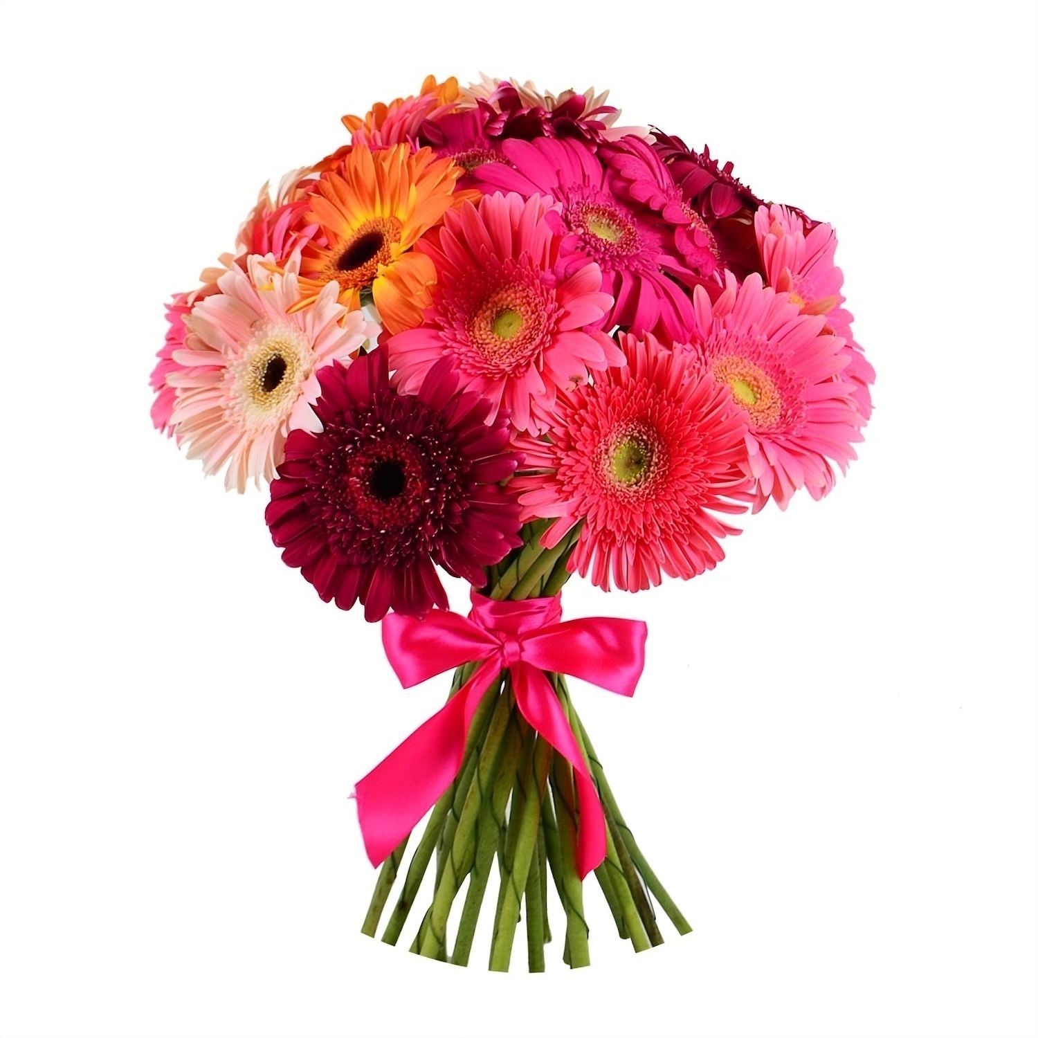 gerbera (21 pcs.), packaging, ribbon