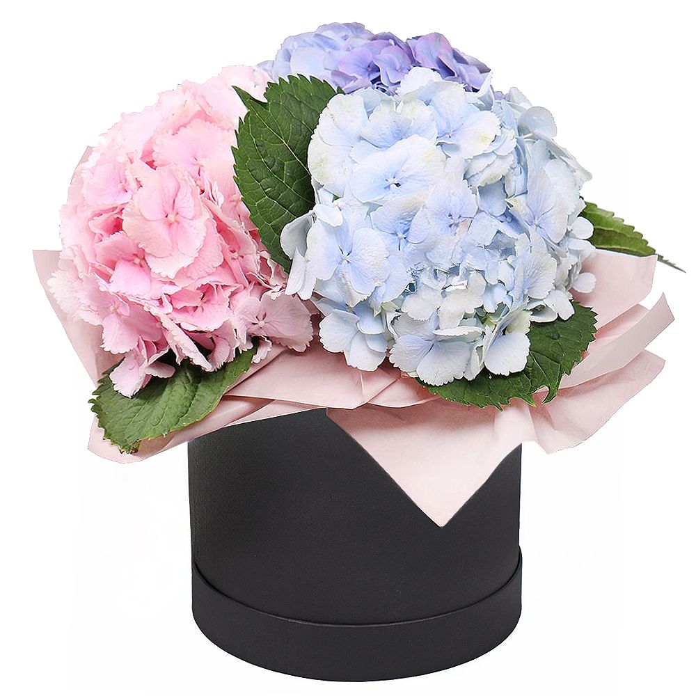 Bouquet Hydrangea in a box