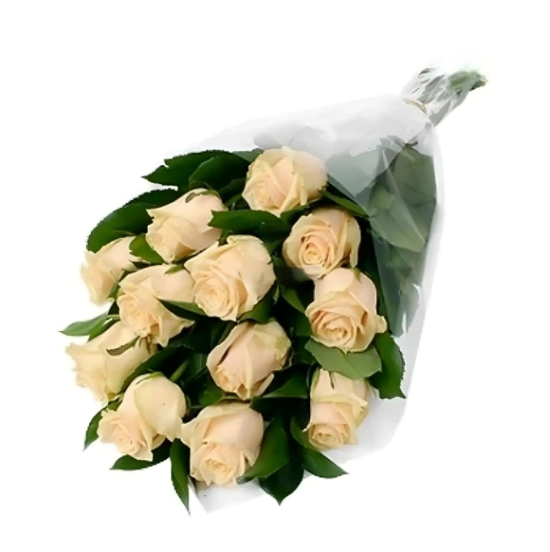 cream rose (15 pcs.), packaging, ribbon