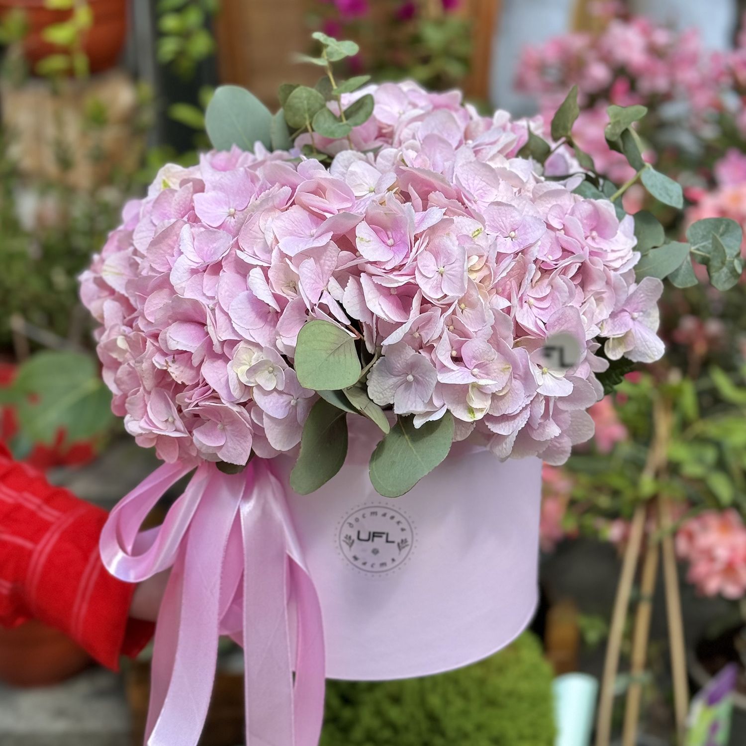 pink hydrangea, oasis, round box m 20x21cm, eucalyptus, packaging, ribbon