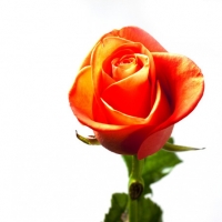 Cluster Rose